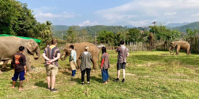 thailand elefant