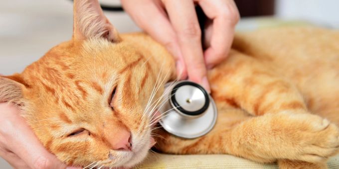Eine schwerkranke Katze in ihren letzten Tagen zu begleiten, ist gar nicht so einfach. katze krank