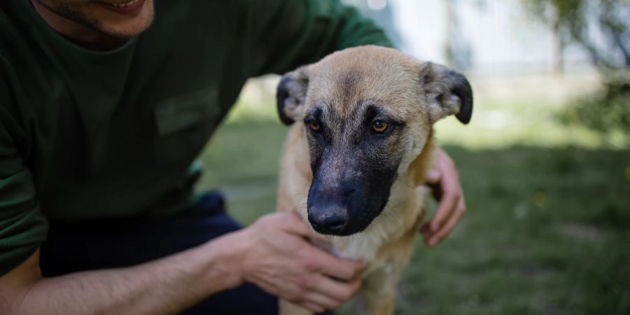 Mann streichelt Hund