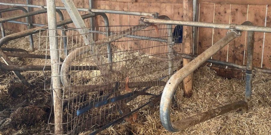 In diesem Freilaufstall drückte der rund tausend Kilo schwere Stier den Bauern gegen eine Metallabtrennung.