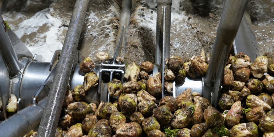 Vor der Verarbeitung werden die Zuckerrüben in der Fabrik in Aarberg gewaschen. (Archivbild)