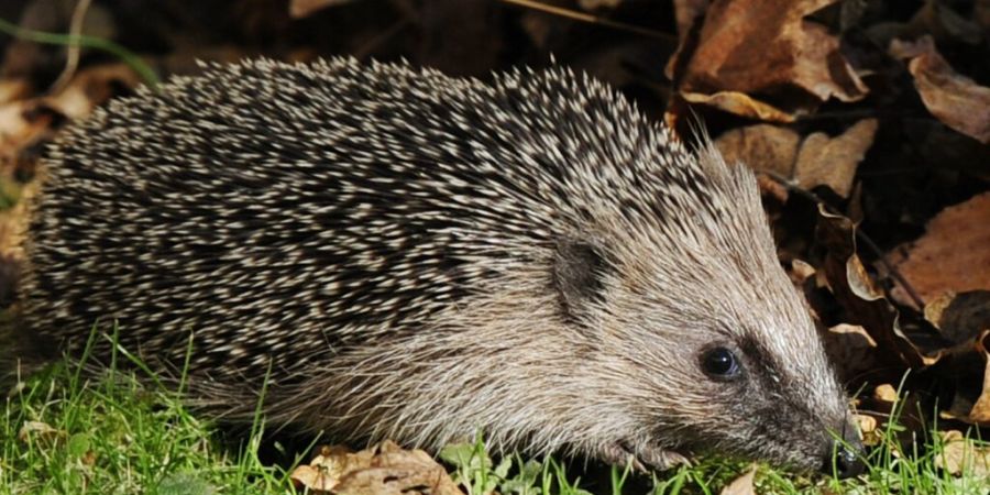 Laut «Pro Natura» können Igel in der Schweiz auf eine grosse Fangemeinde zählen. Die Naturschutzorganisation wählt den Igel zum Tier des Jahres 2026.