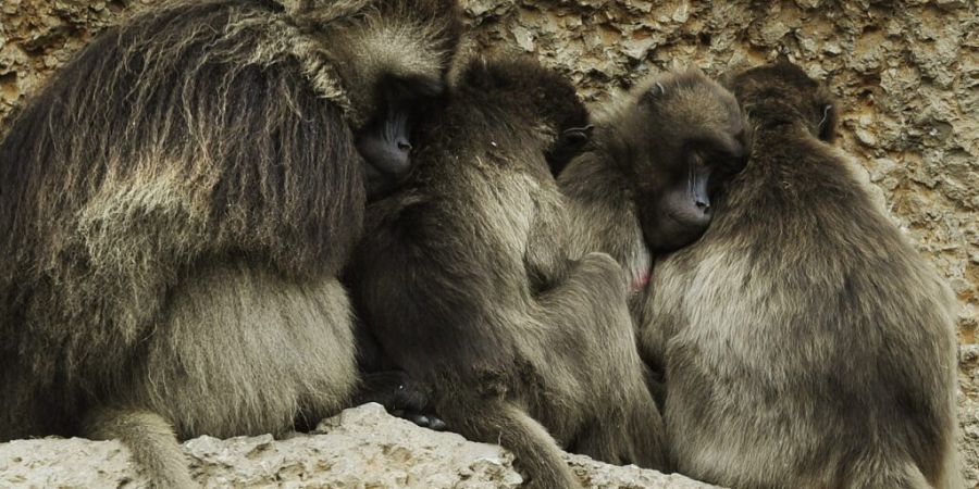Der Zoo Zürich hat zehn Dscheladas getötet, weil die Gruppe zu gross wurde. (Archivbild)