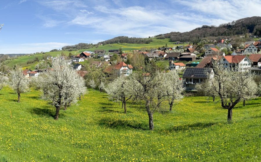 Fricktal Wanderung Obstblüte