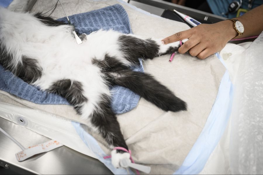 Peter Polajnar vom VetCenter St. Gallen erlebt solche angespannten Situationen mehrmals im Monat, besonders bei Notfall- und Pikettdiensten.