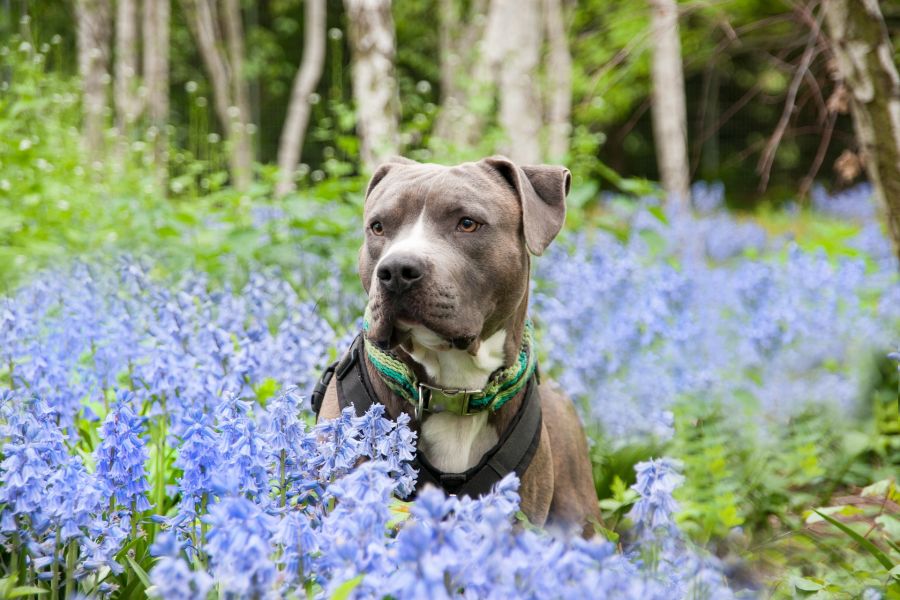 Besonders Hunde können ungebetene Gäste wie Keime und Würmer einschleppen.