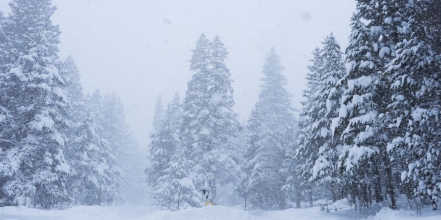 Bäume sind während eines Sturms mit Schnee bedeckt. Foto: Brooke Hess-Homeier/AP/dpa