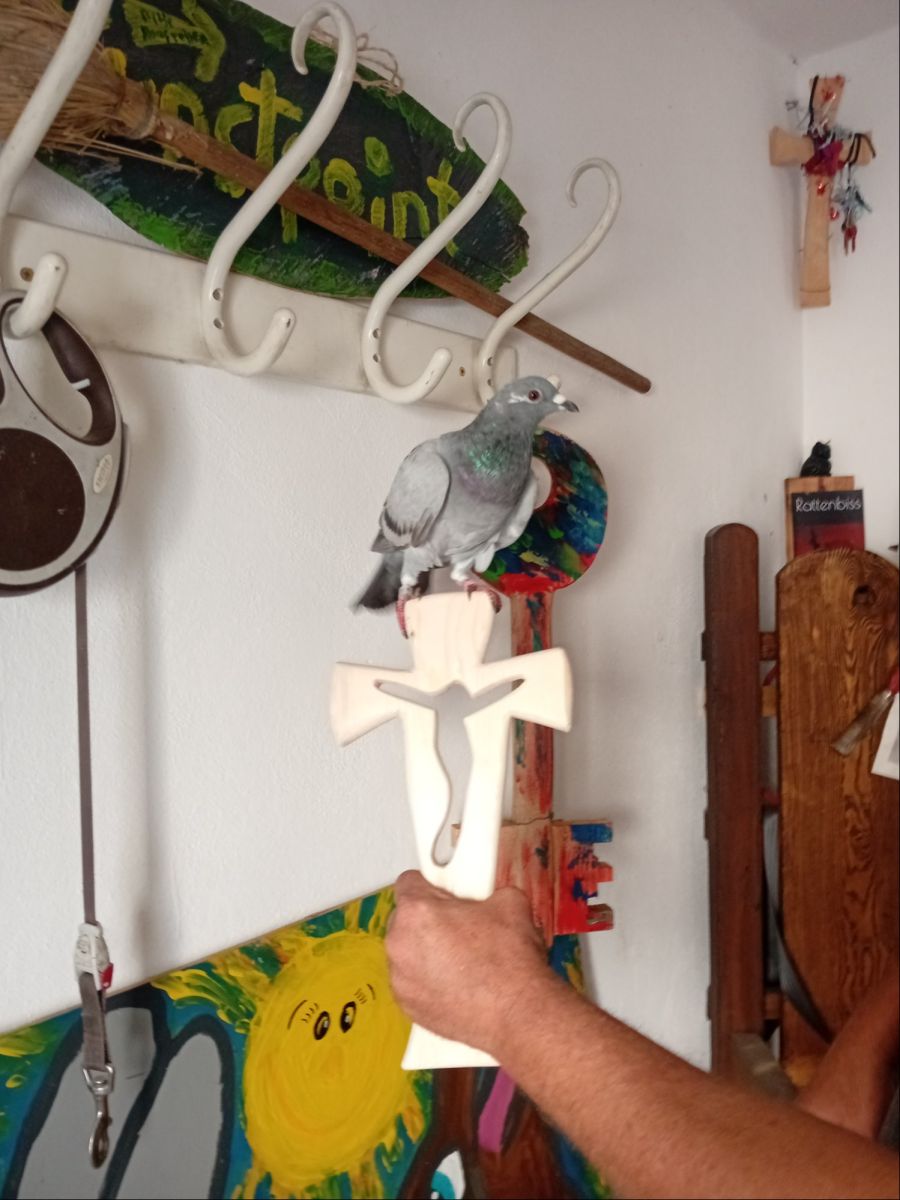 Im Haus kann die Taube frei herumfliegen.