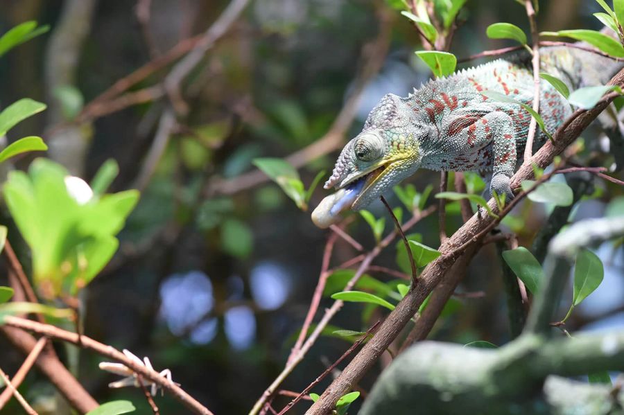 Das Pantherchamäleon startet im Tierpark Bern einen Angriff auf ein Insekt auf dem Ast rechts unten. Chamäleons sollten mit lebender Beute gefüttert werden, um den Jagdinstinkt zu triggern.