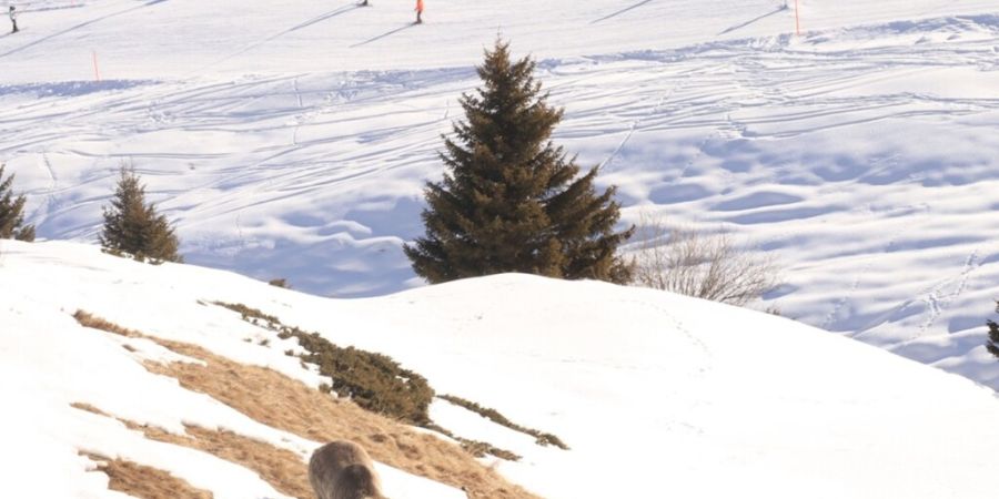 Ein seltener Anblick: Bärin Jamila ist trotz Winterruhe in der Aussenanlage des Bärenlands in Arosa zu sehen. Grund sind die milden Temperaturen.