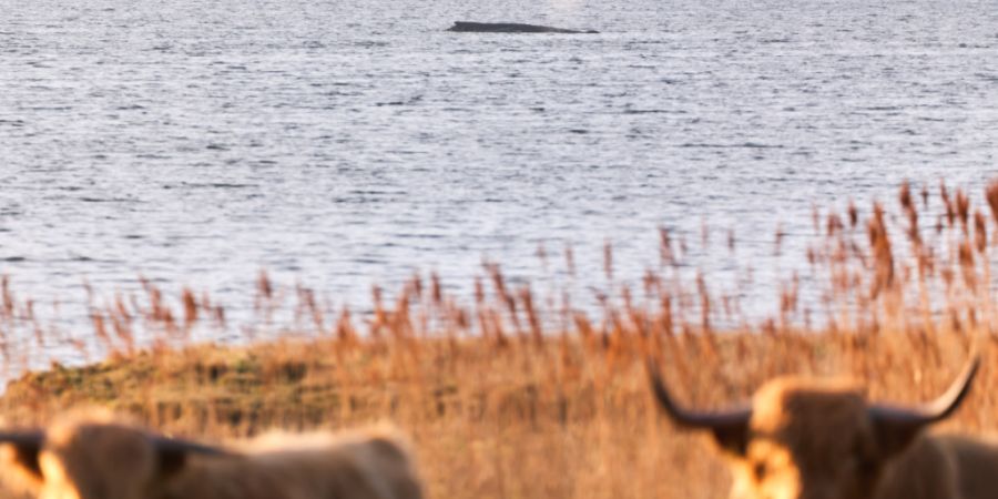 dpatopbilder - Rinder stehen auf einer Weide am Ufer, während im Hintergrund der Buckelwal am Vormittag noch immer auf einer Sandbank vor der Insel Poel liegt. Foto: Marcus Golejewski/dpa