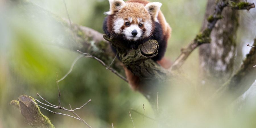 Der Zoo Zürich hofft auf Nachwuchs beim Kleinen Panda.