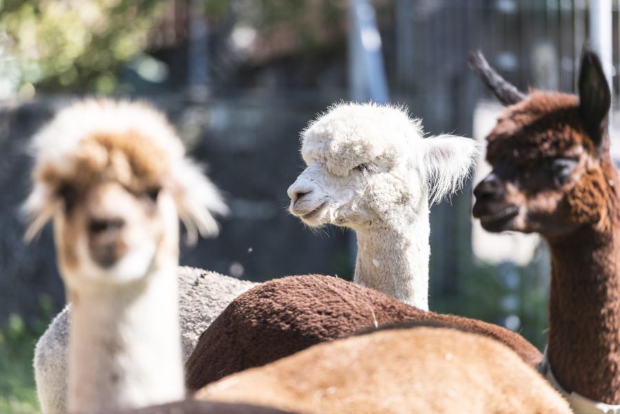 Ein Highlight der Senevita Burgdorf sind die Alpakas.