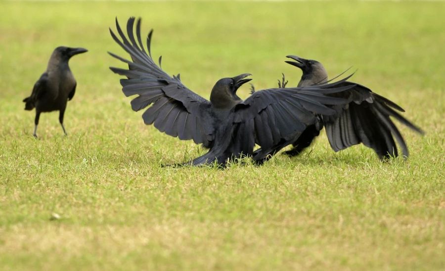 Die Vögel picken Saatgut aus den Feldern, was zu einer Einbüsse der Ernte führt.