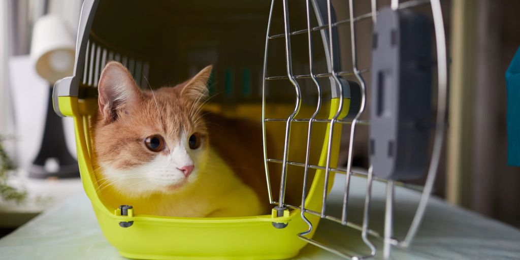 Wie du deine Katze an die Transportbox gewöhnst