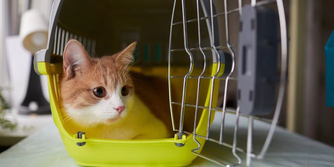 Katze in Transportbox