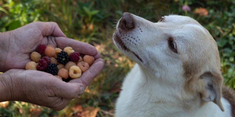 Hund mit Beeren