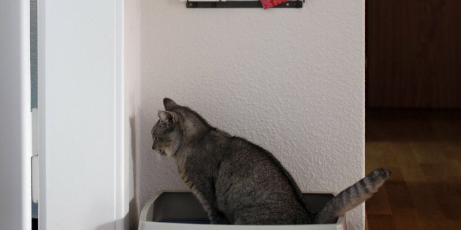 Schätzungsweise 450 Lastwagenladungen Katzenstreu landen alleine im Kanton Zürich jährlich auf Deponien. Pflanzliche Alternativen sollen Abhilfe schaffen. (Symbolbild)