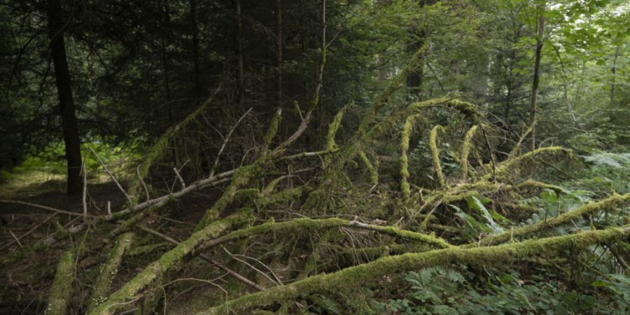 Auf der Lägern wurde in den letzten 23 Jahren ein Waldreservat geschaffen. Flora und Fauna lebten auf, auch verschollene Pflanzen wurden wiederentdeckt (Symbolbild)