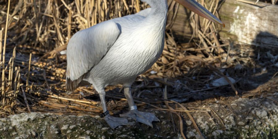 Der Zoo Basel bezieht für viele seiner Teiche Birsigwasser. Eine Entnahme ist nun wegen der Trockenheit untersagt. (Archivbild)