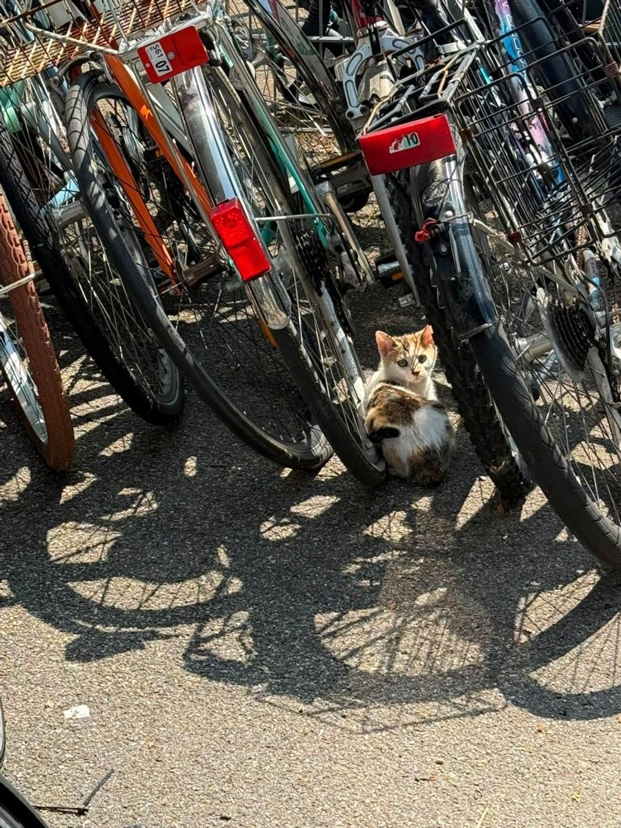 Die Freiwilligen von Netap kümmerten sich 2025 um die Unterbringung von über 500 Fundkatzen, Verzichtkatzen oder herrenlosen Katzen.