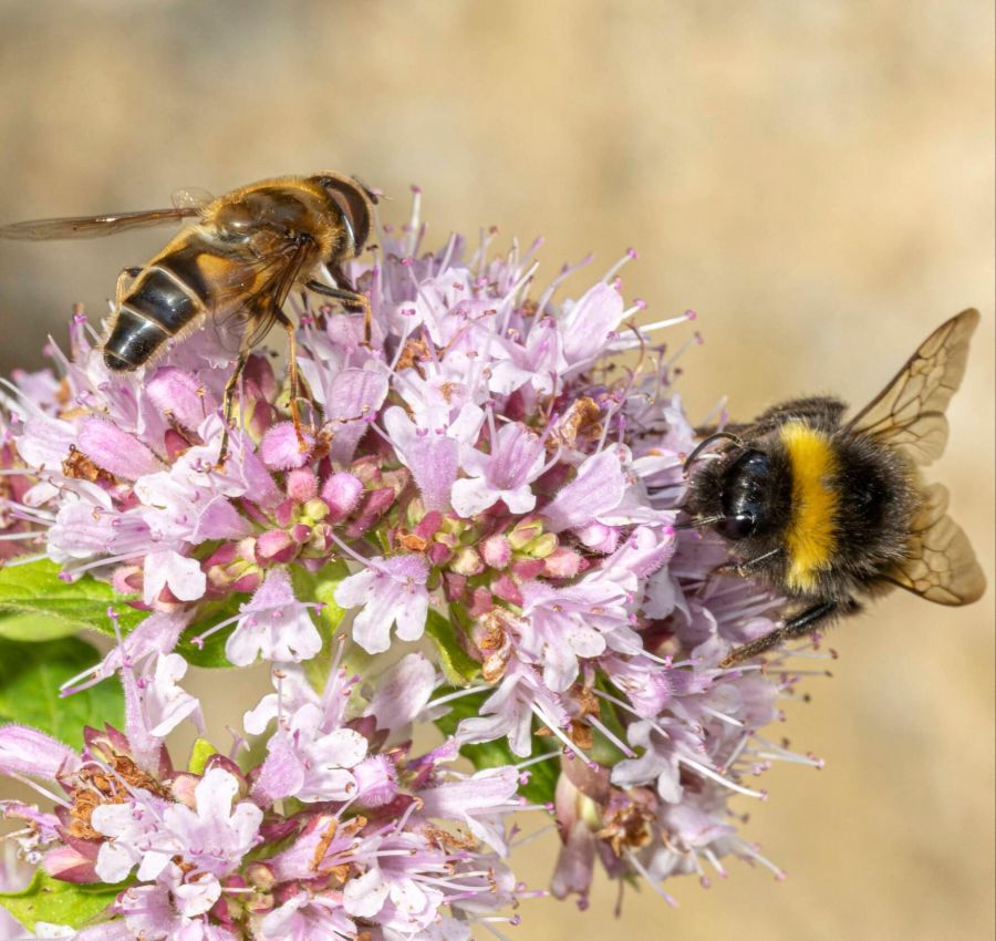 Wildbienen