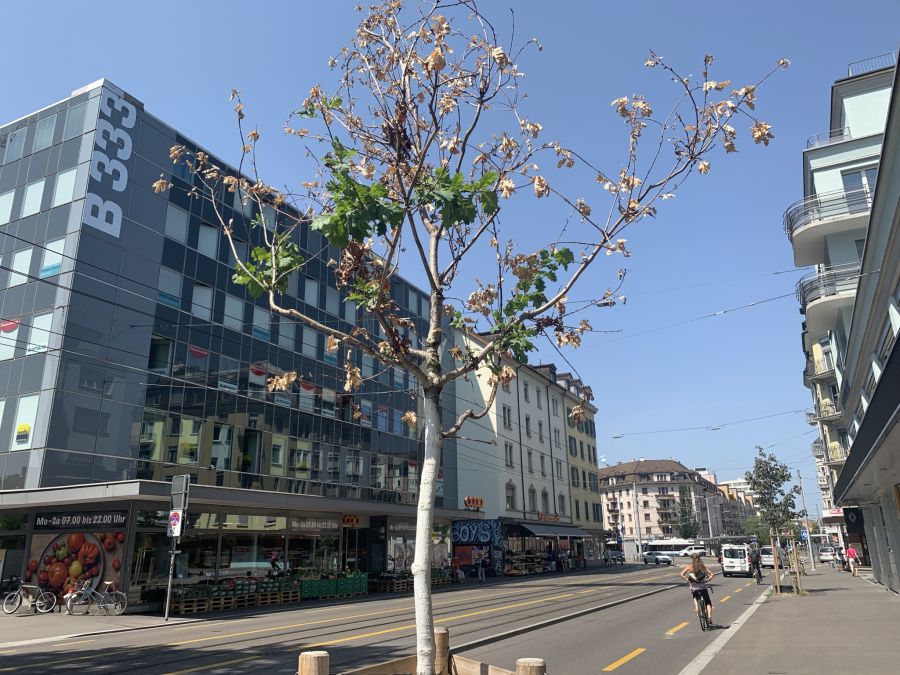 Bis auf wenige grüne Blätter hängen an der jungen Platane an der Zürcher Badenerstrasse lauter vertrocknete oder gar keine Blätter mehr.