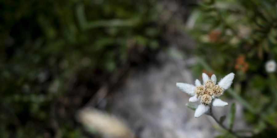 Hochgebirgspflanzen sterben wegen des Klimawandels auf Europas Bergspitzen aus. (Archivbild)