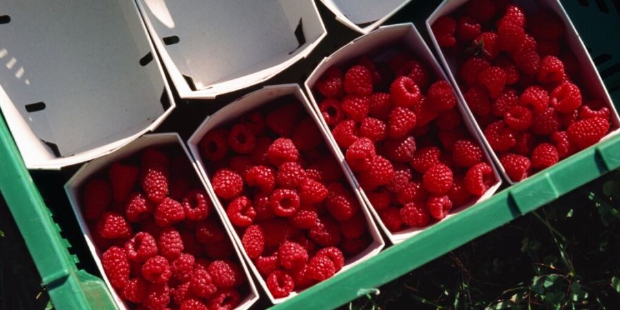 Die Beerensaison ist in vollem Gang: Schätzungsweise 2411 Tonnen Himbeeren sollen dieses Jahr geerntet werden, schrieb der Schweizer Obstverband. (Archivbild)