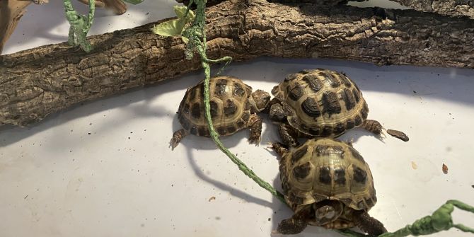 Schildkröten.