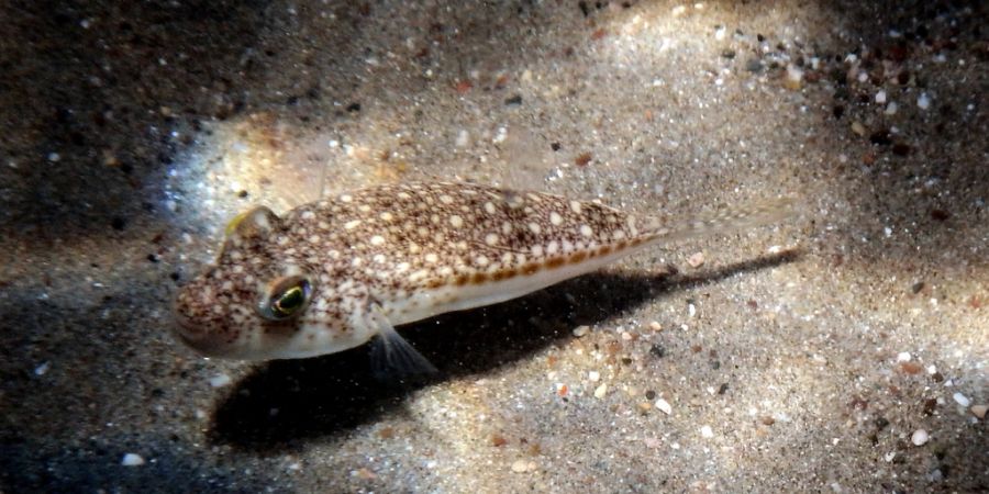 Erst bereitete er türkischen Fischern Probleme, nun tritt er massiv in griechischen Gewässern auf: Der giftige Hasenkopf-Kugelfisch.