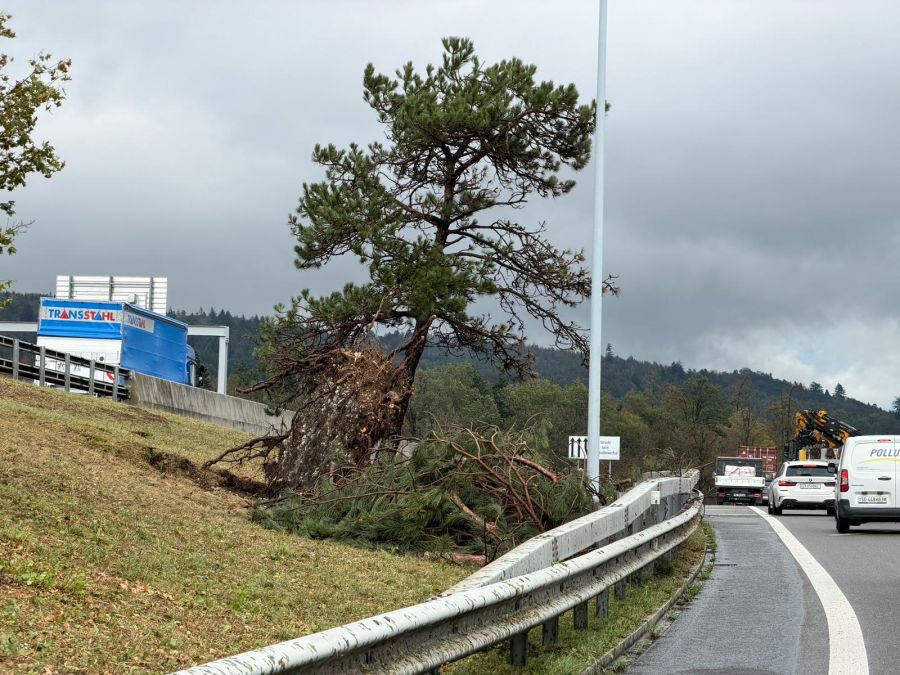 Umgestürzter Baum auf der A1 bei Birrfeld AG.