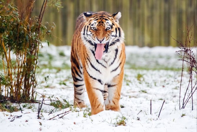 Tiger