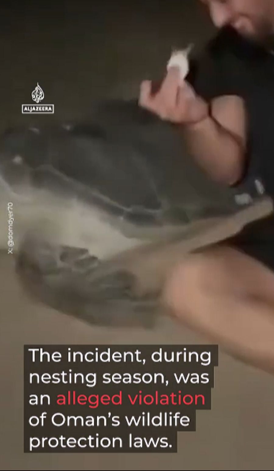 Auch als die Schildkröte vor ihm fliehen wollte, liess er sie nicht in Ruhe.
