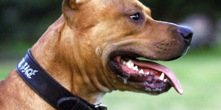 Die Aargauer Regierung will kein Verbot für Hunde mit erhöhtem Gefährdungspotenzial. (Archivbild)