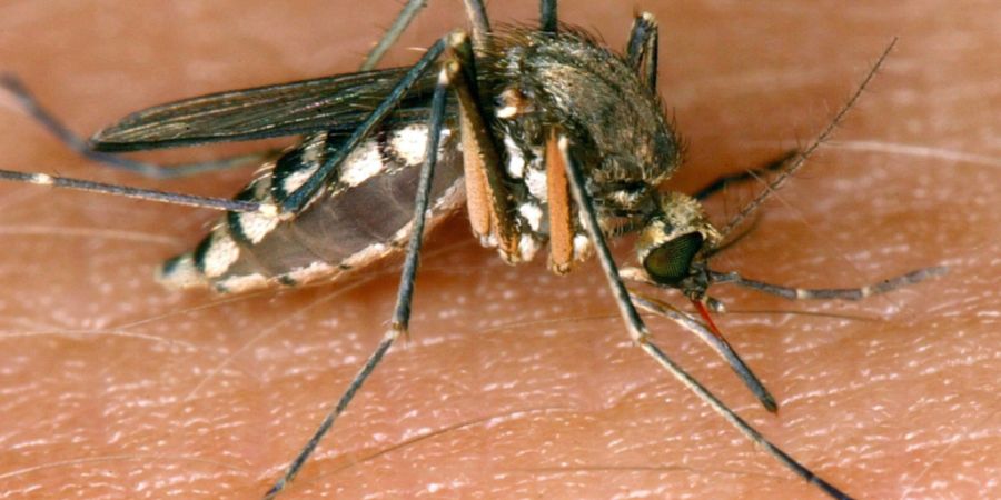 Das West-Nil-Virus wird laut Robert Koch-Institut (RKI) hauptsächlich von Stechmücken zwischen wildlebenden Vögeln übertragen. (Archivbild)