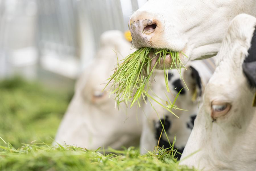 Auf 60 Prozent der Schweizer Ackerflächen würden nicht pflanzliche Nahrungsmittel angebaut, sondern Futtermittel für Tiere, kritisieren die Initiantinnen und Initianten.