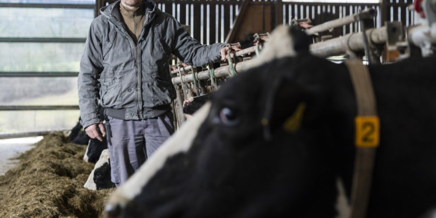 Rinder dürfen wieder aus den Impfzonen der Kantone Genf, Waadt und Wallis an andere Orte gebracht werden. Die Impfkampagne gegen die Rinderkrankeit Lumpy-Skin-Disease (LSD) endet Ende ...
