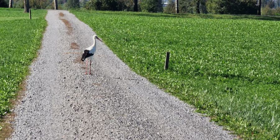 Der Weiss-storch ist in Uznach längst mehr als ein Vogel. Er gehört zum Ortsbild.