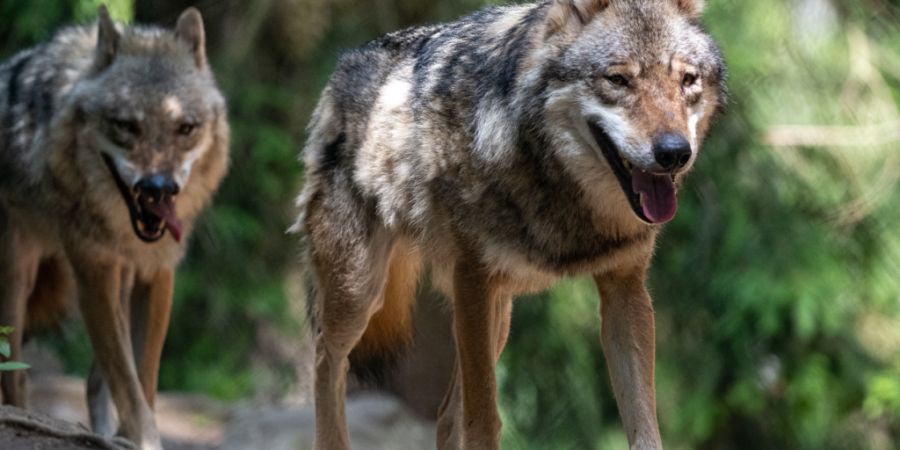 Seit dem 1. September läuft in Graubünden die Wolfsregulation. Bisher wurden 17 Wölfe erlegt. (Symbolbild)