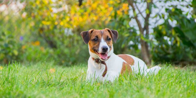 Jack Russel Terrier