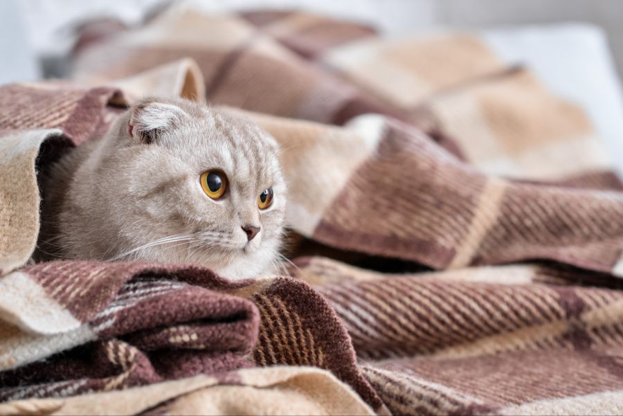 Katze, Decken