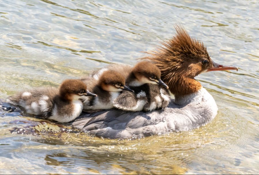 Gänsesäger Küken