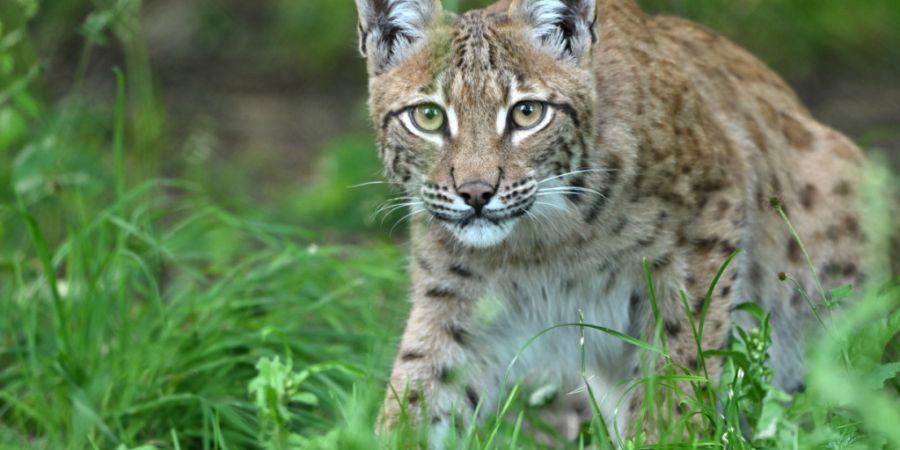 2025 wurden in allen Bezirken des Kantons Freiburg Luchse nachgewiesen. (Symbolbild)