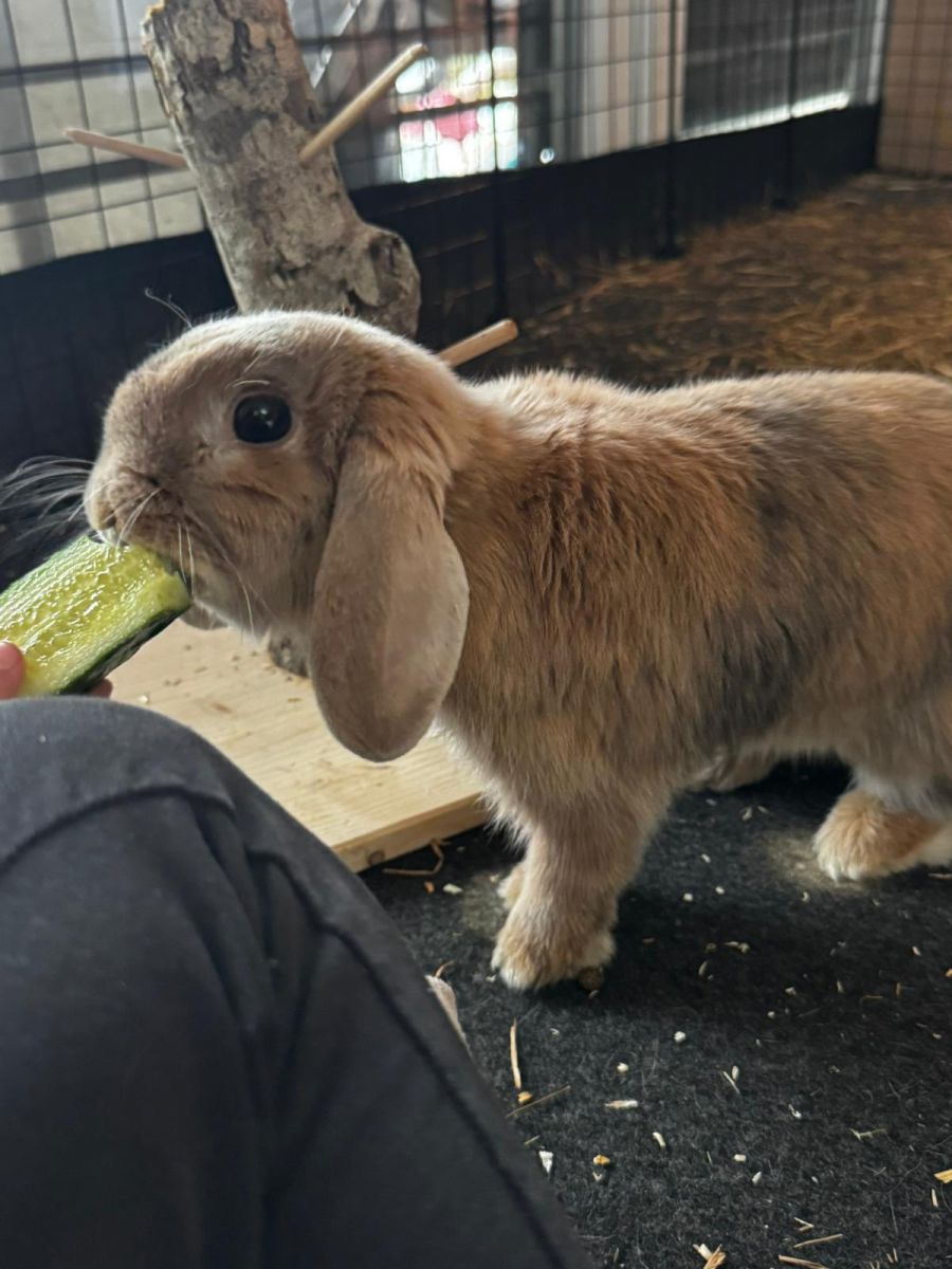 Jörg ist interessiert und aktiv, Schnuffel anfangs eher zurückhaltend.