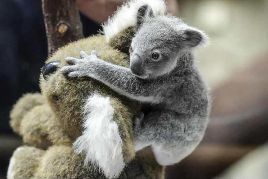 Babykoala