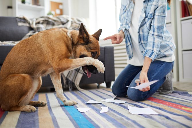 hund erziehung mythen