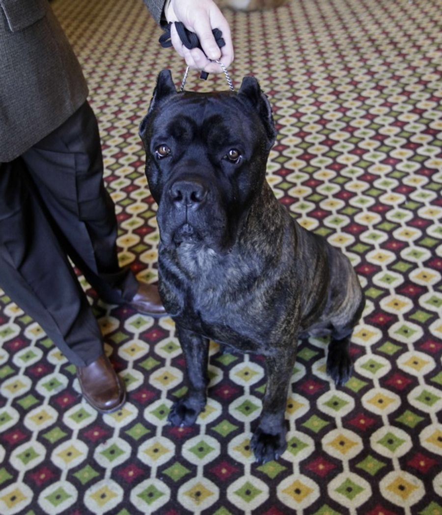 Beim attackierenden Hund soll es sich um einen Cane Corso gehandelt haben, vermutet Parker Bowles. (Symbolbild)