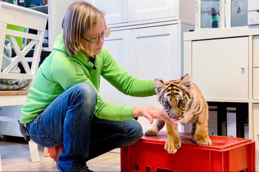 Alexandra Taetz in der Küche mit ihrem 13 Wochen alten Tigerbaby.