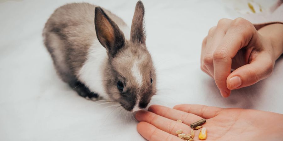 Hand füttert Kaninchen